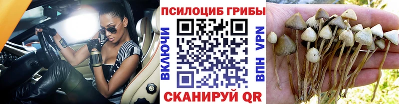 Псилоцибиновые грибы Psilocybine cubensis  Баймак 